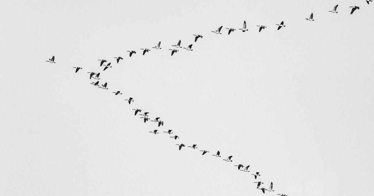 Flock of birds forming V shape in flight