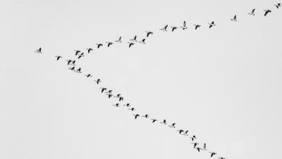 Flock of birds forming V shape in flight